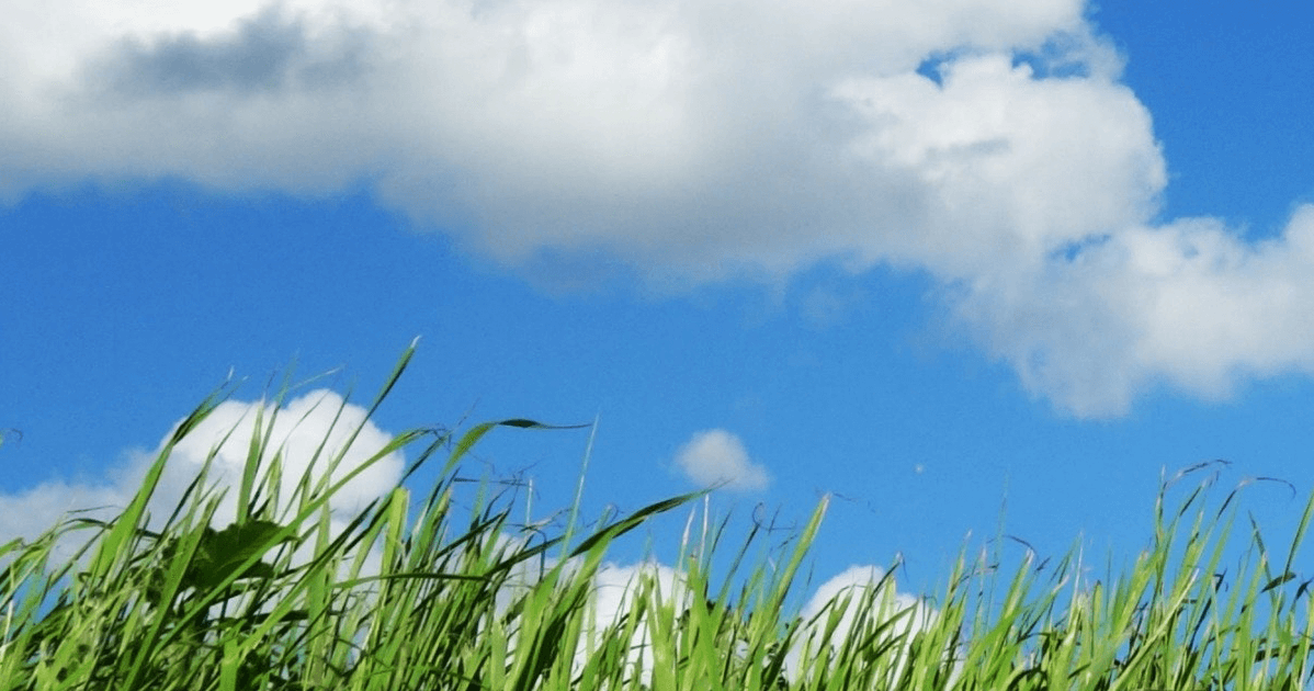 Sky and Grass